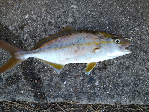 ネリゴの釣果