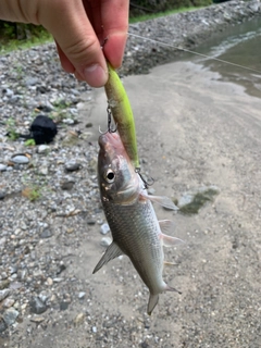 ニゴイの釣果