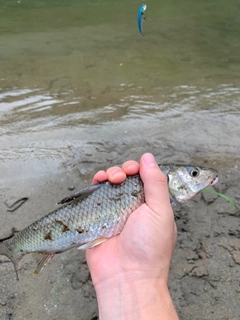 ニゴイの釣果