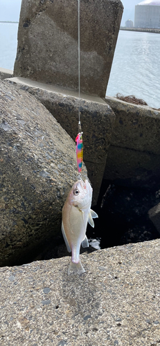 イシモチの釣果