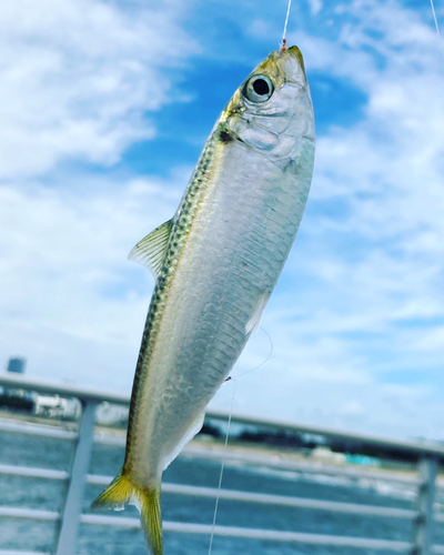 サッパの釣果