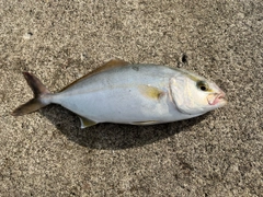 ショゴの釣果