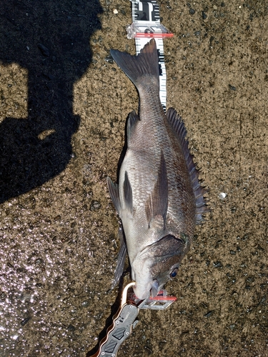 チヌの釣果