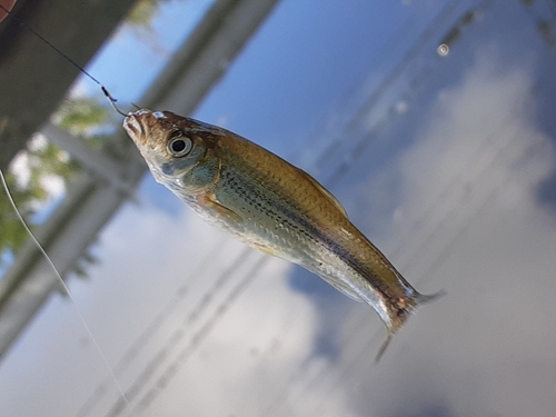 モツゴの釣果