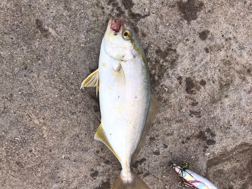 カンパチの釣果