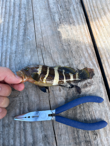 アオハタの釣果