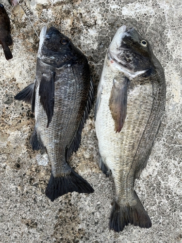 クロダイの釣果