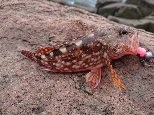 カサゴの釣果