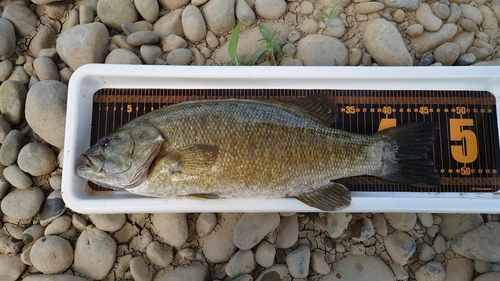 スモールマウスバスの釣果