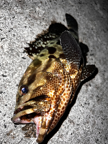 マダラハタの釣果