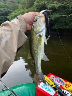 ラージマウスバスの釣果