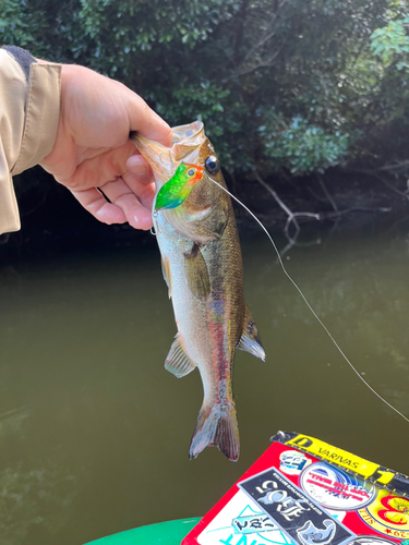 ラージマウスバスの釣果