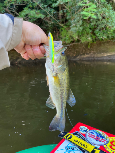 ラージマウスバスの釣果