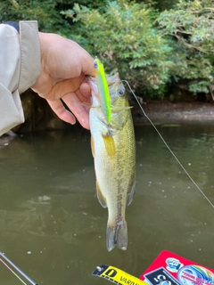 ラージマウスバスの釣果