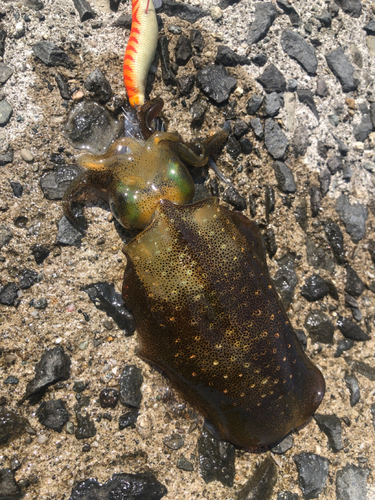 アオリイカの釣果