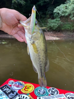 ラージマウスバスの釣果