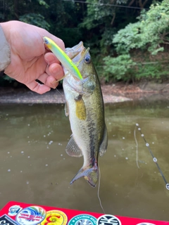 ラージマウスバスの釣果