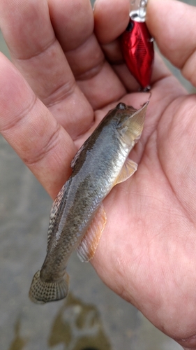 ハゼの釣果