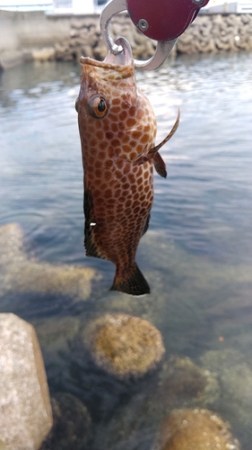 オオモンハタの釣果