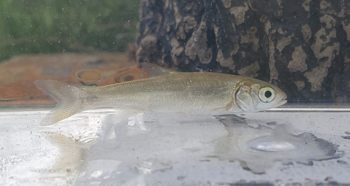 ウグイの釣果