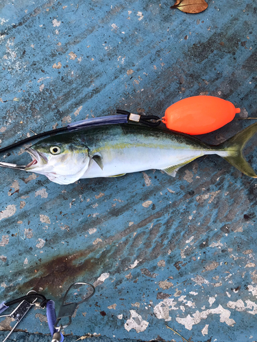 ツバスの釣果