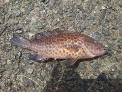 オオモンハタの釣果