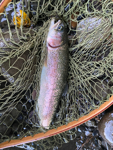 ニジマスの釣果