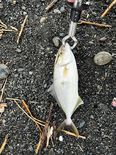 ショゴの釣果