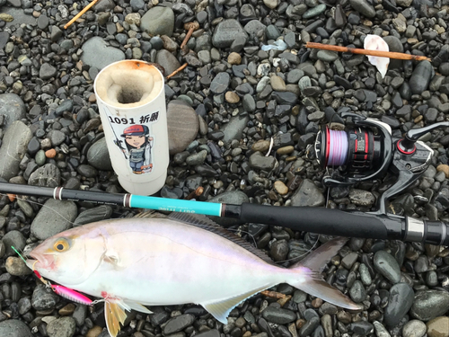 ショゴの釣果