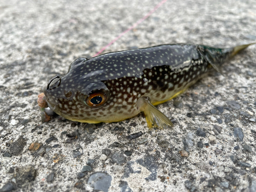 フグの釣果