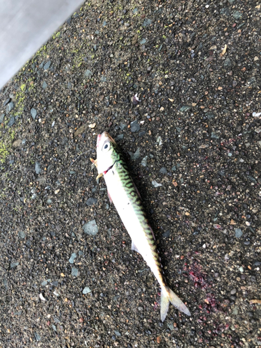 サバの釣果