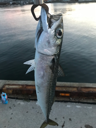 サバの釣果