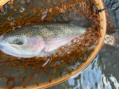 ニジマスの釣果