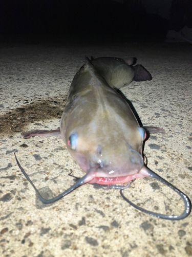 アメリカナマズの釣果