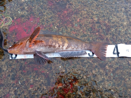 アイナメの釣果