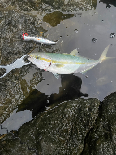 イナダの釣果