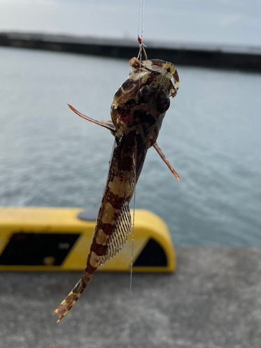 ハゼの釣果