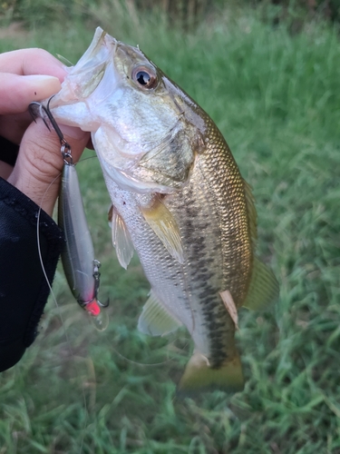 ラージマウスバスの釣果