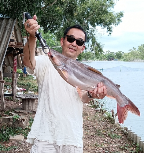 ナマズの釣果