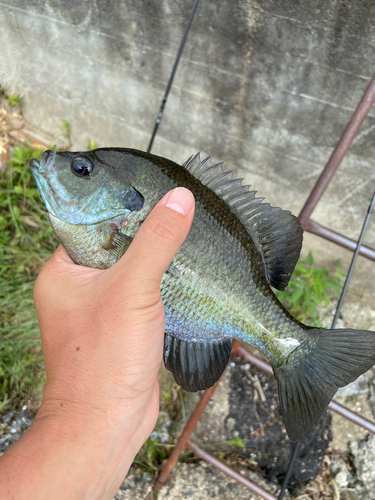 ブルーギルの釣果