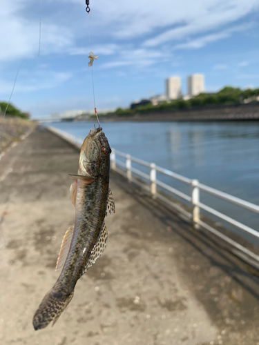 ハゼの釣果