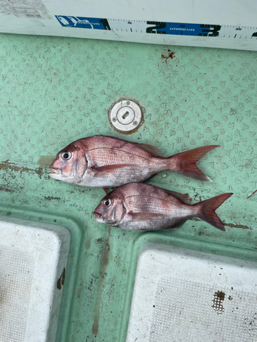 タイの釣果