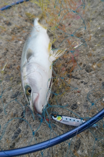 ハマチの釣果