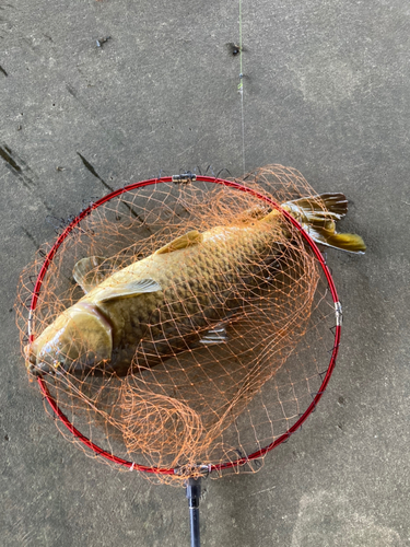 コイの釣果