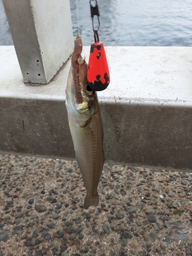 シロギスの釣果