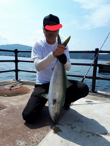 ハマチの釣果