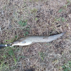 マナマズの釣果