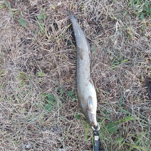 マナマズの釣果