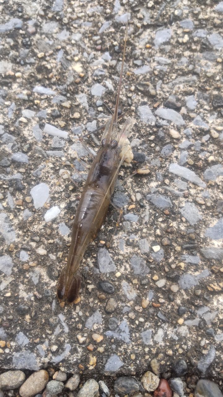 テナガエビ
