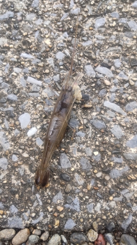 テナガエビの釣果